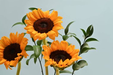 Açık mavi arkaplanda bir buket güzel ayçiçeği. Çiçek arka planı, sonbahar ya da yaz konsepti.