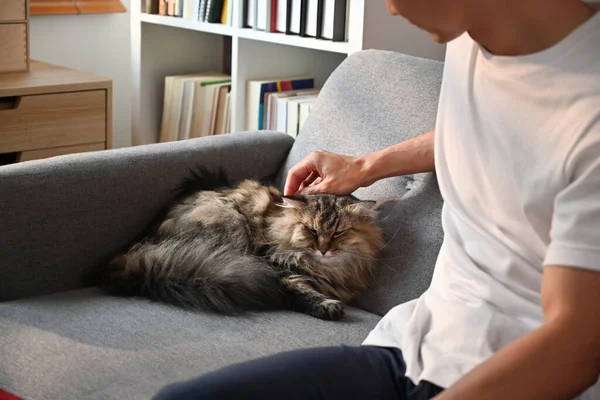 男人在家里的沙发上休息 和可爱的绒毛猫玩耍 家庭宠物观念 — 图库照片
