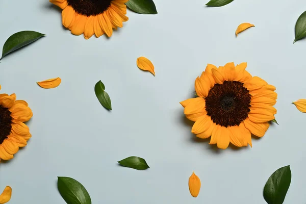 stock image Beautiful sunflowers on light blue background. Floral background, autumn or summer concept.