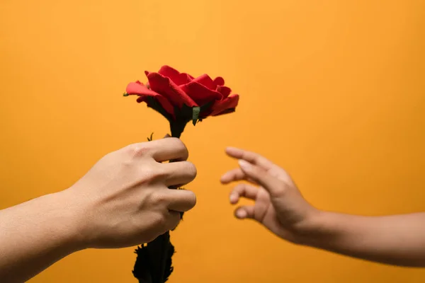 stock image Man giving a beautiful rose to woman hand isolated over yellow background. Concept of love, gift giving, Happy Valentines.