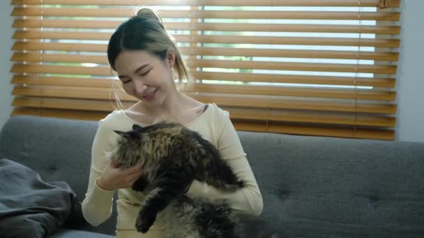 Feliz Momento Mujer Joven Jugando Con Gato Esponjoso Casa Concepto — Vídeo de stock
