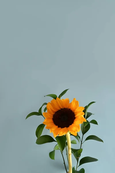 stock image Beautiful sunflowers with leaves on light blue background. Flat lay, top view, copy space, natural background.