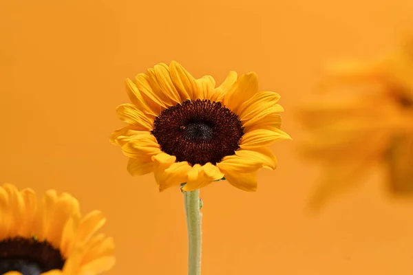 Stock image Sunflowers on yellow background. Natural background, autumn or summer concept.