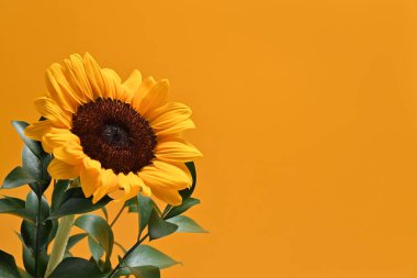 Düz uzanmış, yeşil yapraklı ayçiçeği sarı arka planda kopya alanı var. Doğal arka plan, sonbahar ya da yaz konsepti.