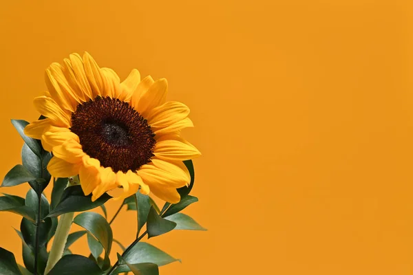 stock image Flat lay, sunflower with green leaves on yellow background with copy space. Natural background, autumn or summer concept.