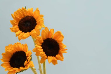 Açık mavi arka planda güzel ayçiçekleri. Çiçek arkaplanı, metin için kopyalama alanı.