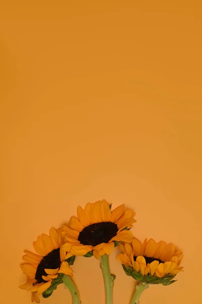 Sonnenblumen Mit Grünen Blättern Auf Gelbem Hintergrund Mit Kopierraum Natürlicher — Stockfoto