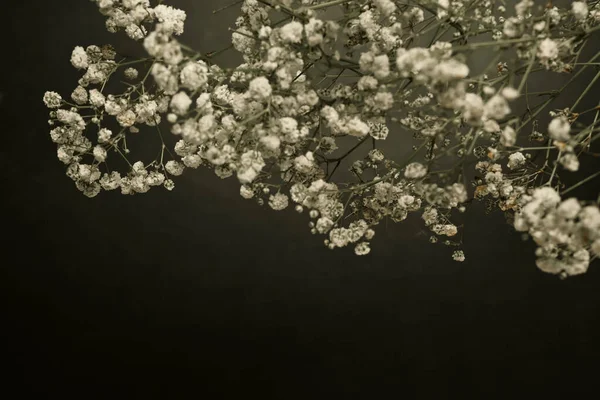 A bouquet of white gypsophila or babys breath flowers on black background.