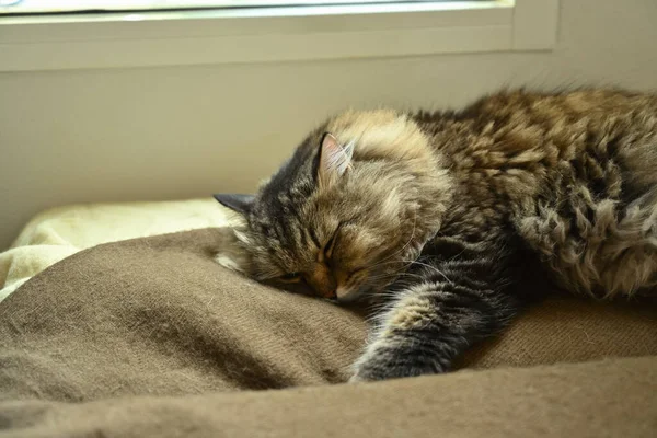 Słodki Szary Puszysty Kot Śpiący Miękkim Kocu Domowy Kot Kocia — Zdjęcie stockowe