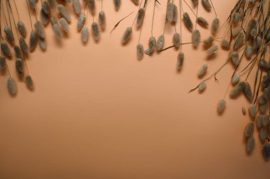 Kurumuş pofuduk tavşancık çimenleri, bej arka planda Lagurus Ovatus çiçeklerini, metin veya ürün için alanı olan yerleri takip eder.