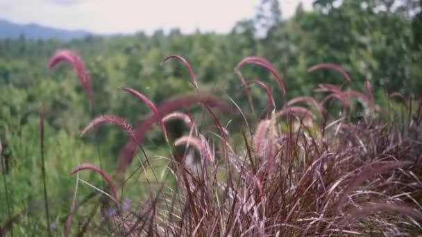 Schaukelnde Fuchsschwanzgräser Mit Naturverschwommenem Hintergrund Konzept Von Natur Wellness Und — Stockvideo