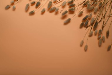 Yumuşak tavşancık çimenleri, bej arka planda Lagurus Ovatus çiçeklerini ve metin veya ürün için alanı takip eder. 