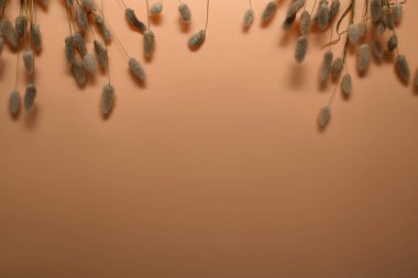 Yumuşak tavşancık çimenleri, bej arka planda Lagurus Ovatus çiçeklerini ve metin veya ürün için alanı takip eder.