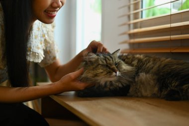 Kanepede kedisiyle oynayan pozitif bir genç kadın. İnsan, evcil hayvan ve yaşam tarzı konsepti.