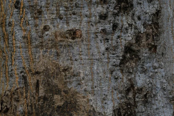 褐色树皮压花质感的闭合 木材的纹理背景 — 图库照片