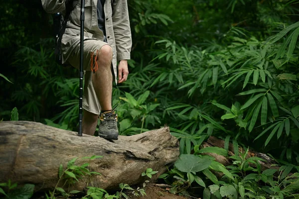 stock image Male hiker with backpack walking cross tree trunk, exploring nature in forest. Traveling and adventure concept.