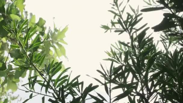 ボトムビューは 太陽の光で空に向かって枝の木を表示します 大気の風景 — ストック動画