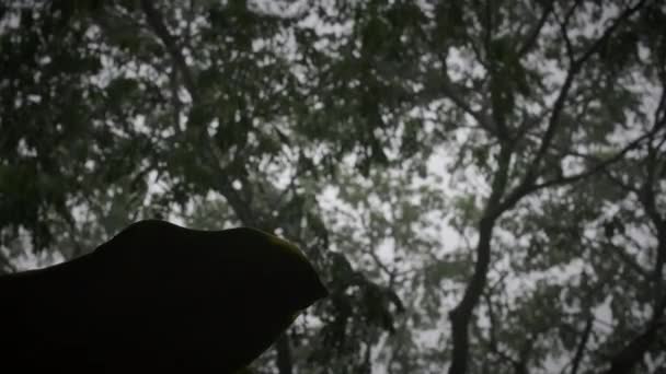 Sylwetka Widok Dołu Gałęzie Sosny Krajobraz Atmosferyczny Przyroda Klimat Pory — Wideo stockowe