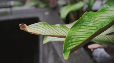 Yeşil yaprakların üzerine yağmur yağıyor. Mevsimlik, çevre, doğa ve yağmur mevsimi.