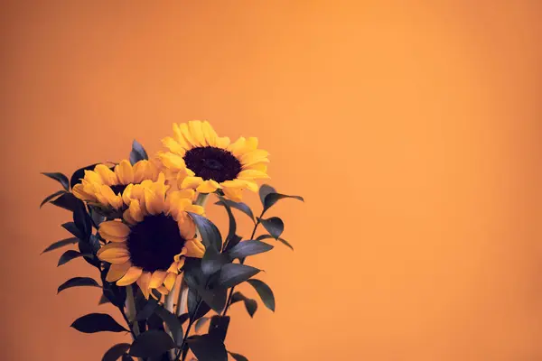 Schöne Sonnenblumen Auf Gelbem Hintergrund Bieten Viel Platz Für Ihren — Stockfoto