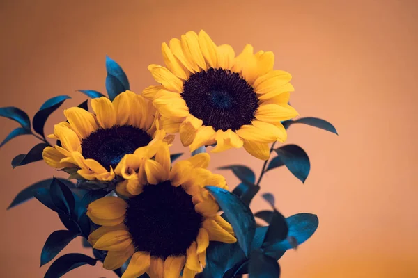 Nahaufnahme Von Sonnenblumen Auf Gelbem Hintergrund Floraler Hintergrund Herbst Oder — Stockfoto