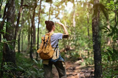 Sırt çantasıyla ormanda yürüyüş yapan ve doğayı keşfeden genç bir kadın yürüyüşçü. Seyahat, yürüyüş ve macera konsepti.