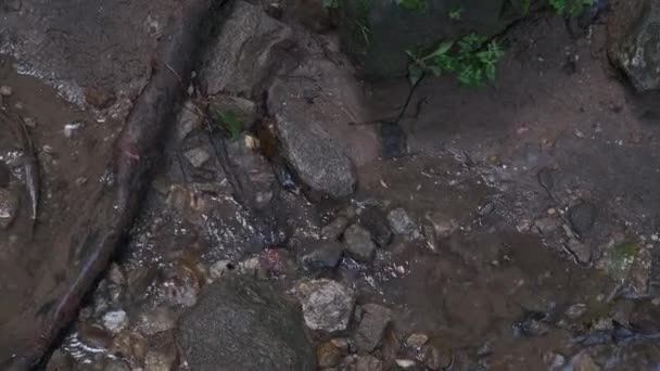 森の中の岩を流れる透明な流れのスローモーションショット — ストック動画