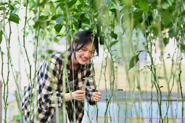Çekici genç çiftçi kadın seradaki çan biberi tarlasını kontrol ediyor..