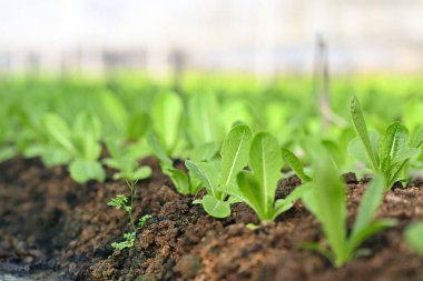 Yeşil çünkü temiz ve güzel bir serada toprakta marul yetişiyor. Tarım ve Çiftçilik kavramı.