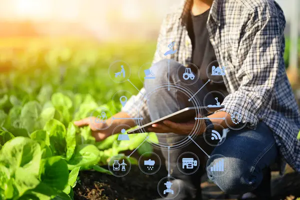Agricultor Analisando Controlando Qualidade Planta Solo Com Tablet Digital Agricultura — Fotografia de Stock