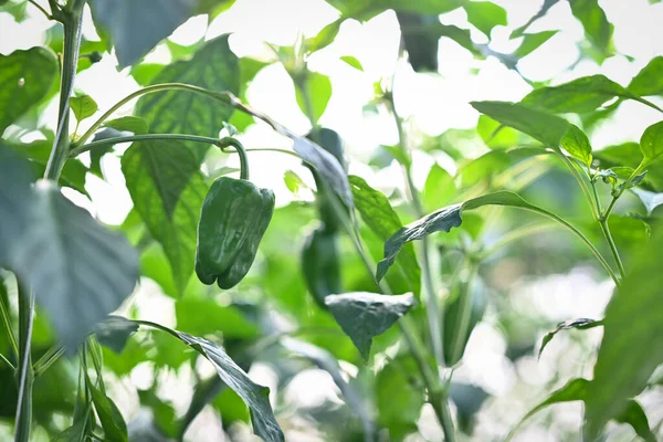 Green pepper or bell pepper on plant in greenhouse. Ecological and organic cultivation concept.