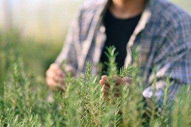 Çiftçi seradaki biberiyenin kalitesini inceliyor. Ekolojik ve organik tarım kavramı.