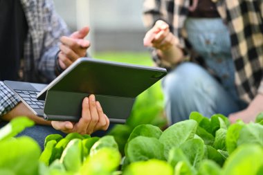 Genç çiftçilerin organik marulları incelerken ve dijital tablet üzerinde tarım verilerini kaydederken çekilmiş görüntüler..