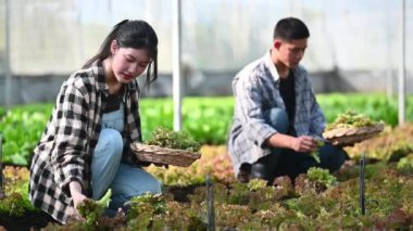 Bir çift genç çiftçi, güneş ışığıyla seradaki fidanlıkta marul topluyor..