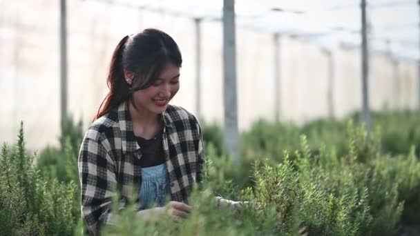 Charmig Asiatisk Kvinnlig Bonde Som Kontrollerar Kvaliteten Rosmarin Växthus Före — Stockvideo
