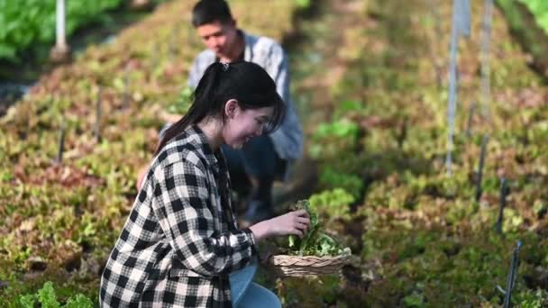 Glada Unga Jordbrukare Plockar Upp Färska Ekologiska Grönsaker Växthus — Stockvideo