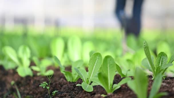 Čerstvý Organický Salát Pěstovaný Ekologické Farmě Koncepce Sklizně Zemědělství Zemědělství — Stock video