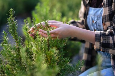 Kadın çiftçinin organik çiftlikteki genç biberiye bitkileriyle ilgilenirken çekilmiş görüntüleri..