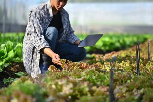 Jovens Agricultores Verificando Qualidade Dos Vegetais Orgânicos Gerenciando Ordens Exportação — Fotografia de Stock