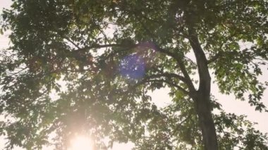 Yeşil ağaç dalları arasından yükselen güneş ışınlarıyla tropikal ormanlara bakın. Yavaş çekim..