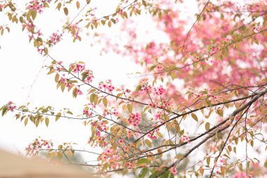 Güzel pembe kiraz çiçekleri ya da Himalaya kiraz çiçekleri bahar mevsiminde çiçek açar..