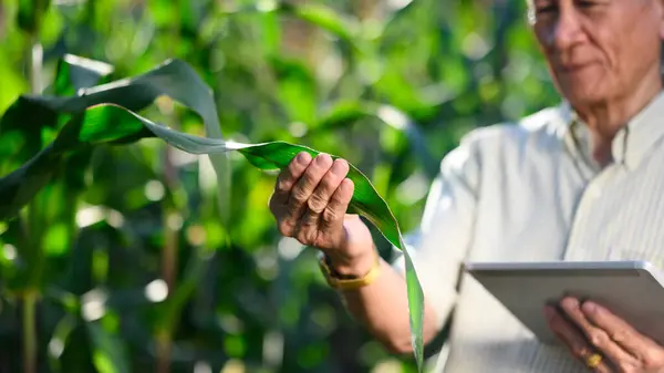 Cultivado Tiro Agricultor Sênior Segurando Tablet Digital Verificando Qualidade Seu — Fotografia de Stock