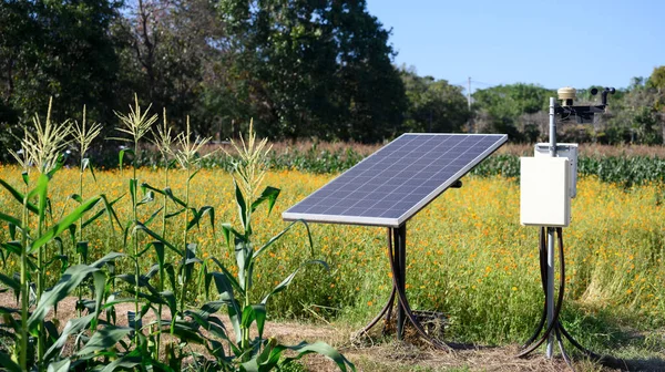 Pequenos Painéis Solares Campo Milho Com Conceito Energias Renováveis Agricultura — Fotografia de Stock