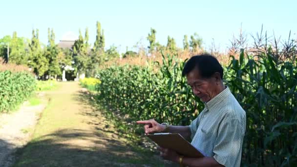 Glimlachende Senior Man Staat Maïsveld Gewassen Onderzoeken Zonnige Dag Landbouwindustrie — Stockvideo