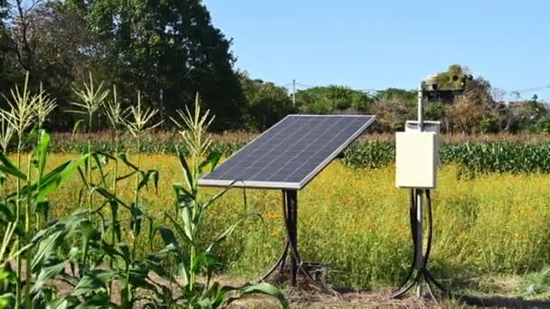 Painel Solar Repousa Meio Campo Milho Cercado Por Presentes Natureza — Vídeo de Stock