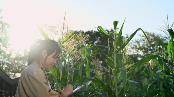 Female Farmer Wiring Paper While Examines Corn Cobs Field Sunny — Stock Video