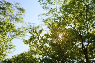 Baharın ilk zamanlarında mavi gökyüzüne karşı ağaç dallarının düşük açılı görüntüsü.