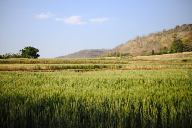 Yazın sonlarında, bulutlu mavi gökyüzünün altında yeşil buğday tarlası. Tarım kavramı.