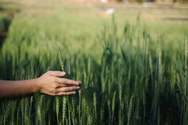 Güneş doğarken buğday tarlasında yürüyen genç bir kadının yeşil buğday başaklarına elleriyle dokunduğu yakın plan..