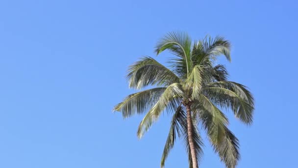 在晴朗的晴天 椰子树在清澈的蓝天下迎风摇曳的低角度图像 — 图库视频影像